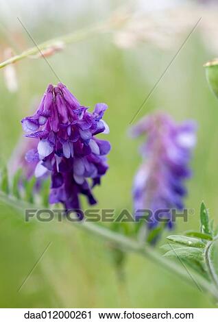 紫色の花 の 共通 カラスノエンドウ 植物 ストックイメージ Daa Fotosearch
