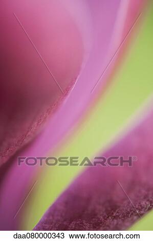 Stock Image - Abstract close-up of tulip. Fotosearch