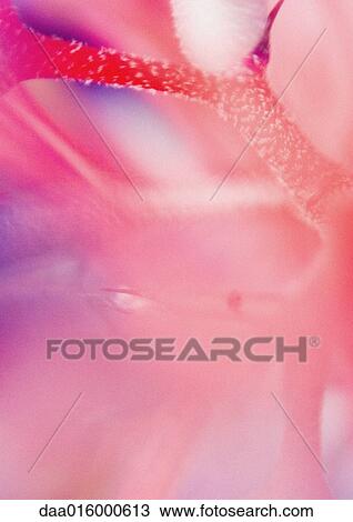 Abstract view of bromeliad flower View Large Photo Image Stock Image - Abstract view of bromeliad flower. Fotosearch