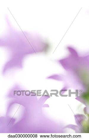 Abstract view of lavender colored flowers, blurred View Large Photo Image Stock Photo - Abstract view of lavender colored flowers, blurred. Fotosearch