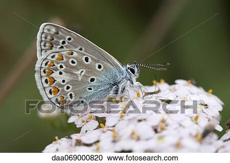 Adonis blue (Polyommatus bellargus) butterfly View Large Photo Image Stock Image - Adonis blue (Polyommatus bellargus) butterfly. Fotosearch
