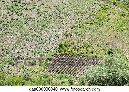 Aerial view of arid landscape with field of crops View Large Photo Image Stock Image - Aerial view of arid landscape with field of crops. Fotosearch
