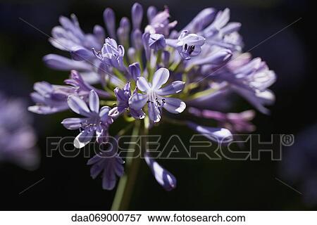 Stock Photo - African lily (agapanthe), close-up. Fotosearch