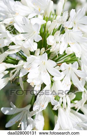 African lily, close-up View Large Photo Image Stock Image - African lily, close-up. Fotosearch