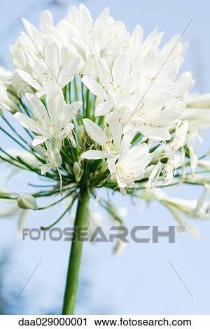 African lily, close-up View Large Photo Image Stock Image - African lily, close-up. Fotosearch