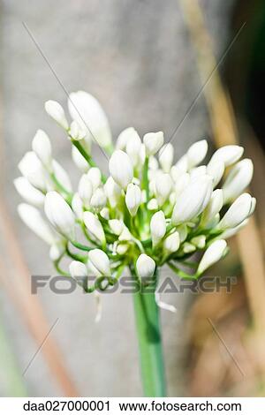 Stock Image - African lily. Fotosearch