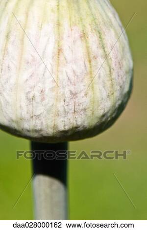Allium bud, close-up View Large Photo Image Stock Image - Allium bud, close-up. Fotosearch