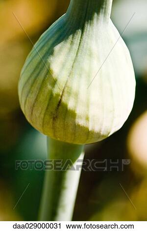 Allium bud, close-up View Large Photo Image Stock Image - Allium bud, close-up. Fotosearch