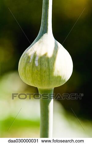 Allium bud View Large Photo Image Stock Image - Allium bud. Fotosearch