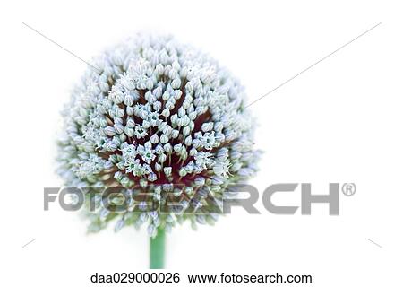 Stock Photograph - Allium, close-up. Fotosearch