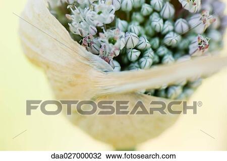 Allium flower opening View Large Photo Image Stock Image - Allium flower opening. Fotosearch