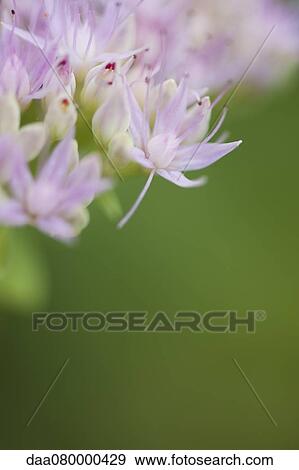 Allium flower View Large Photo Image Stock Photo - Allium flower. Fotosearch