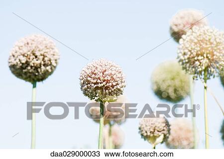 Allium flowers growing, close-up View Large Photo Image Stock Image - Allium flowers growing, close-up. Fotosearch