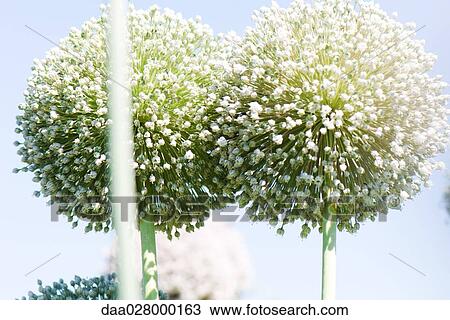 Allium flowers View Large Photo Image Stock Image - Allium flowers. Fotosearch