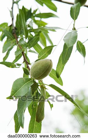 Stock Image - Almond tree, close-up. Fotosearch