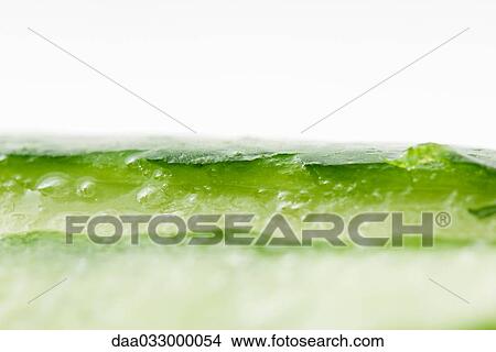 Aloe vera, extreme close-up View Large Photo Image Picture - Aloe vera, extreme close-up. Fotosearch