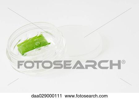 Aloe vera gel View Large Photo Image Stock Image - Aloe vera gel. Fotosearch