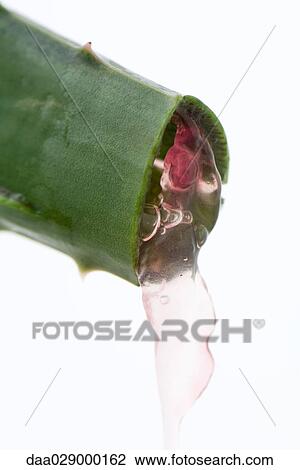 Stock Image - Aloe vera leaf and gel, close-up. Fotosearch