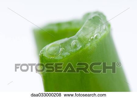 Aloe vera leaf and gel, close-up View Large Photo Image Stock Photo - Aloe vera leaf and gel, close-up. Fotosearch