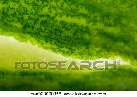 Aloe vera, macro shot View Large Photo Image Stock Photo - Aloe vera, macro shot. Fotosearch