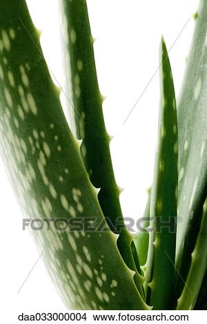 Aloe vera plant, close-up View Large Photo Image Picture - Aloe vera plant, close-up. Fotosearch