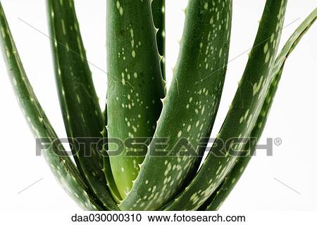 Aloe vera plant, close-up View Large Photo Image Stock Image - Aloe vera plant, close-up. Fotosearch