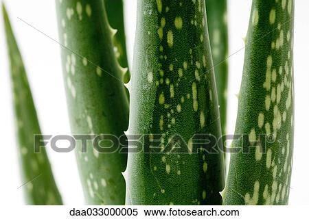 Stock Photography - Aloe vera plant, close-up. Fotosearch