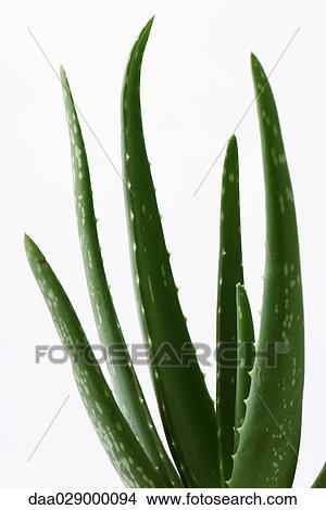 Aloe vera plant View Large Photo Image Picture - Aloe vera plant. Fotosearch