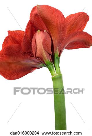 Amaryllis flower, close-up View Large Photo Image Picture - Amaryllis flower, close-up. Fotosearch