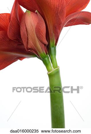 Amaryllis flower, close-up View Large Photo Image Stock Photography - Amaryllis flower, close-up. Fotosearch
