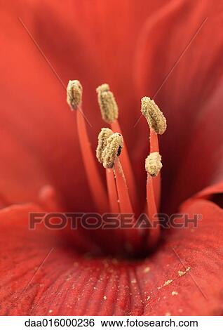 Amaryllis flower, extreme close-up View Large Photo Image Stock Photograph - Amaryllis flower, extreme close-up. Fotosearch