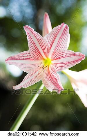 Amaryllis flower View Large Photo Image Stock Image - Amaryllis flower. Fotosearch