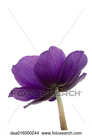 Anemone flower, close-up View Large Photo Image Picture - Anemone flower, close-up. Fotosearch