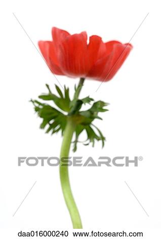 Anemone flower, close-up View Large Photo Image Stock Image - Anemone flower, close-up. Fotosearch