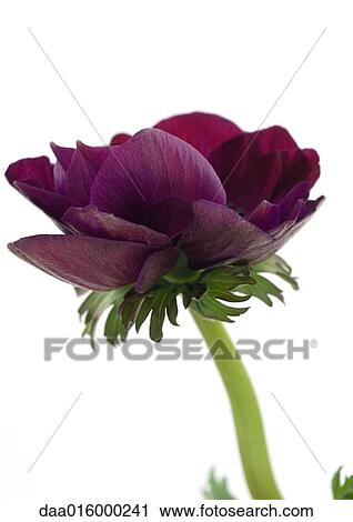 Anemone flower, close-up View Large Photo Image Stock Image - Anemone flower, close-up. Fotosearch