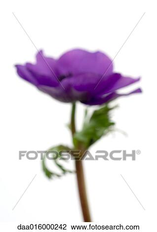 Anemone flower, close-up View Large Photo Image Stock Image - Anemone flower, close-up. Fotosearch