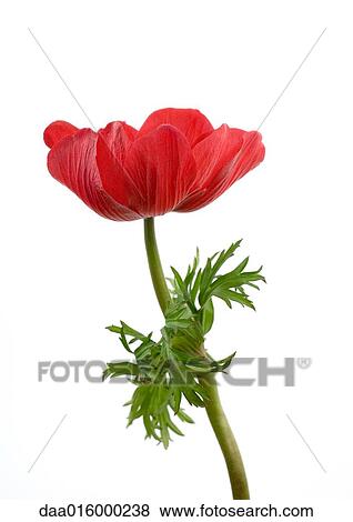 Stock Photo - Anemone flower, close-up. Fotosearch