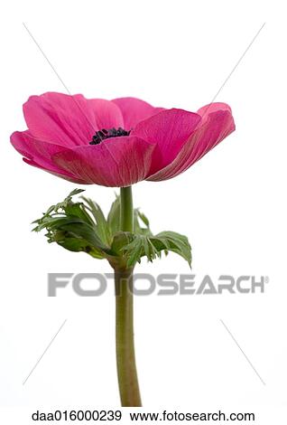 Stock Photo - Anemone flower, close-up. Fotosearch