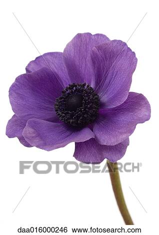 Anemone flower, close-up View Large Photo Image Stock Photograph - Anemone flower, close-up. Fotosearch