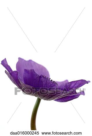 Stock Photography - Anemone flower, close-up. Fotosearch