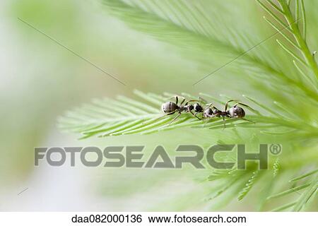 Ants on parrotfeather plant View Large Photo Image Stock Photograph - Ants on parrotfeather plant. Fotosearch