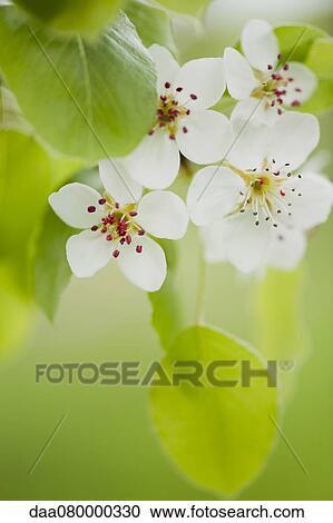 Apple blossoms View Large Photo Image Stock Image - Apple blossoms. Fotosearch