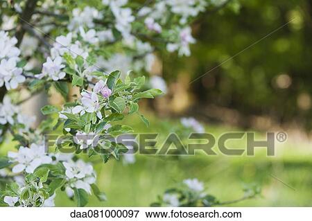 Apple blossoms View Large Photo Image Stock Photo - Apple blossoms. Fotosearch