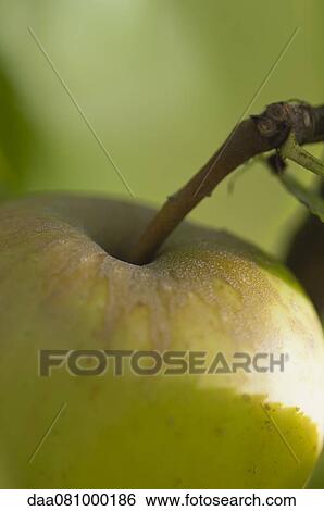 Apple, close-up View Large Photo Image Stock Photograph - Apple, close-up. Fotosearch