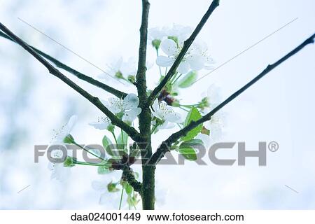 Apple tree branches, in blossom View Large Photo Image Stock Photo - Apple tree branches, in blossom. Fotosearch