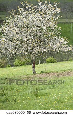 Apple tree in full bloom View Large Photo Image Stock Photograph - Apple tree in full bloom. Fotosearch