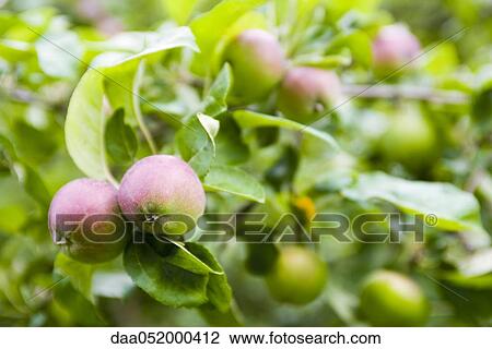 Apples ripening on branch View Large Photo Image Stock Image - Apples ripening on branch. Fotosearch