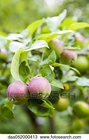 Stock Image - Apples ripening on branch. Fotosearch