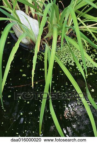 Stock Image - Aquatic lily and duck weed on surface of pond. Fotosearch