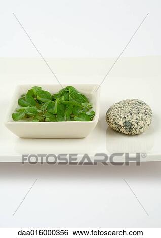 Aquatic plant and stone on tray View Large Photo Image Stock Photograph - Aquatic plant and stone on tray. Fotosearch
